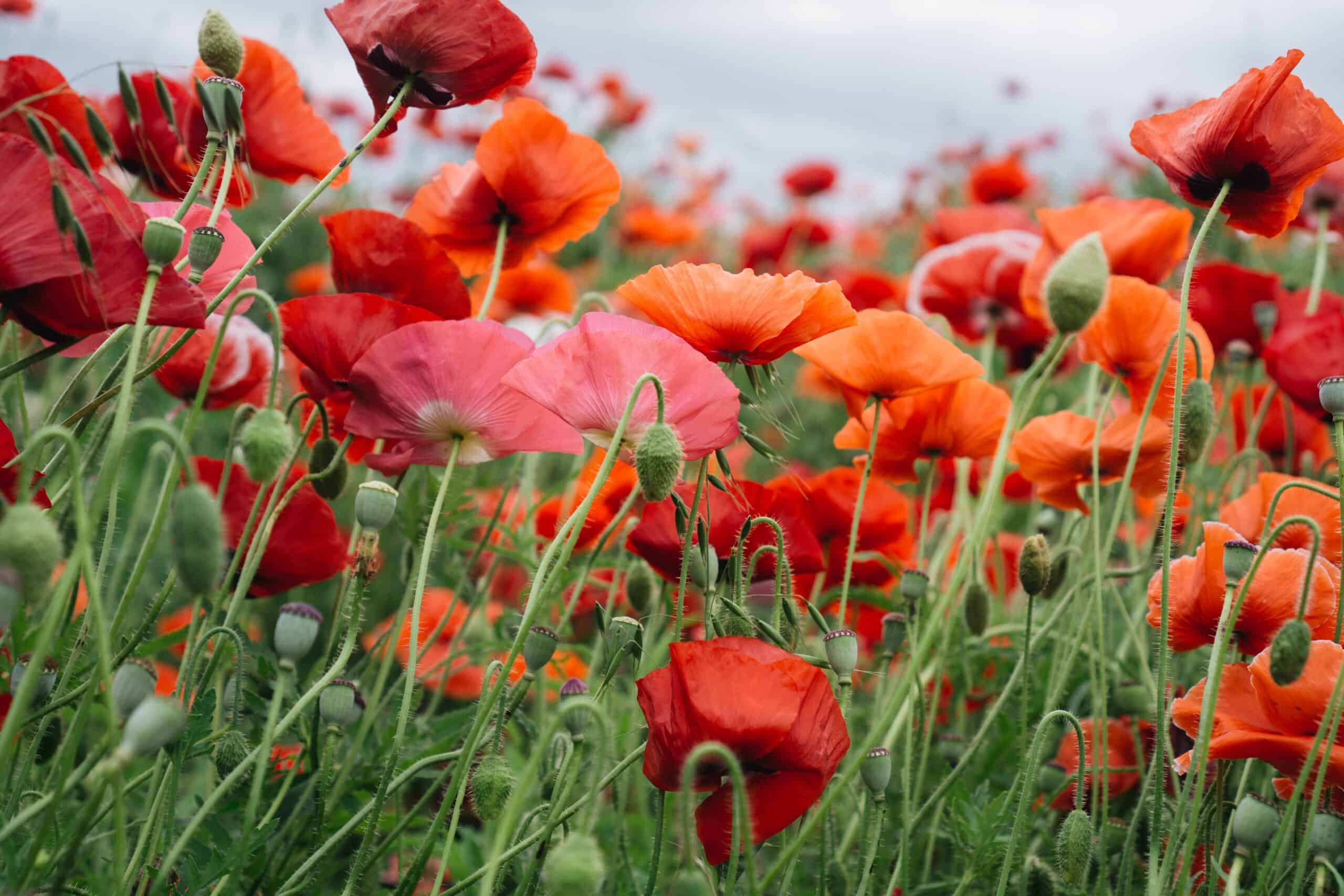 Poppy flowers ina poppy field