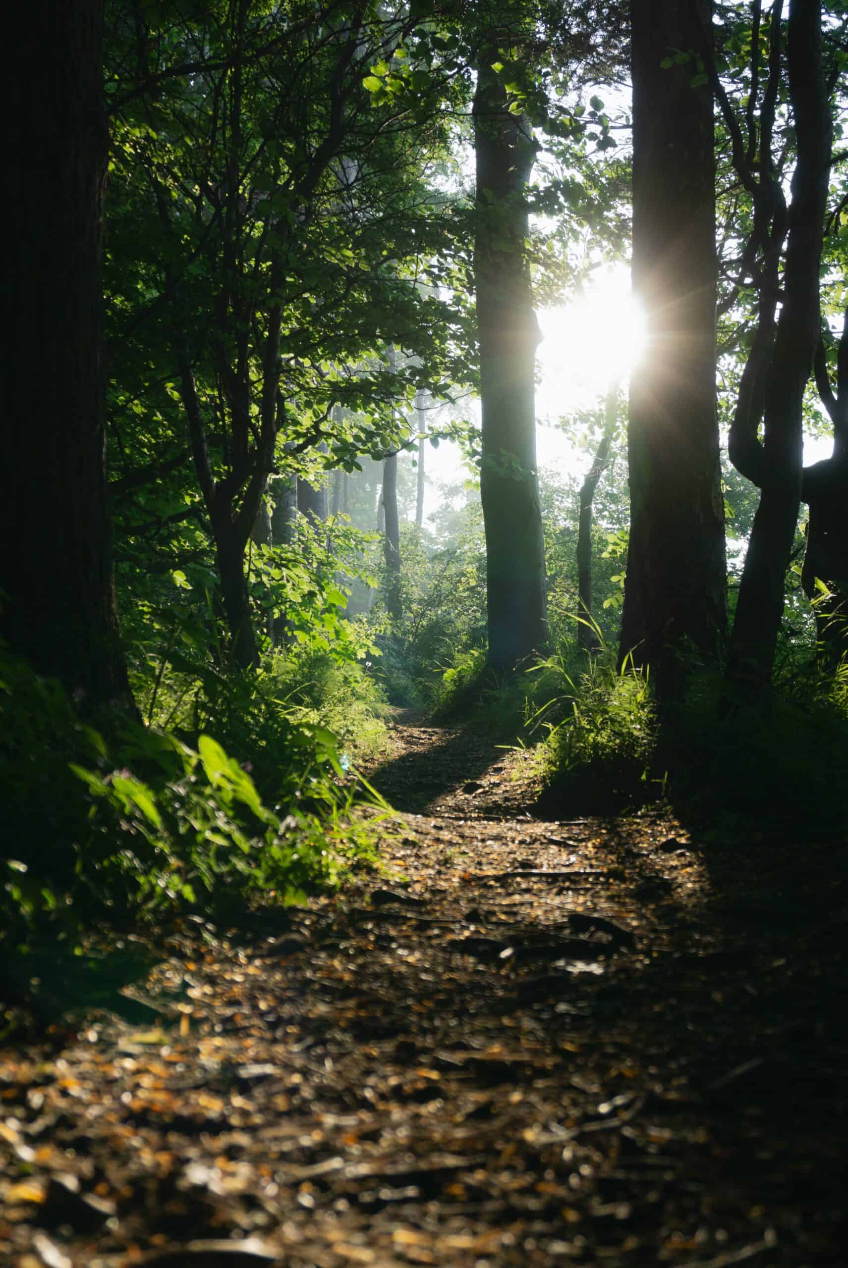 Image of the sun shining through a few trees in a forest